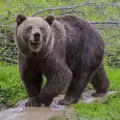 Белица приютява две русенски мечки