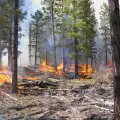Изгоряха 50 декара гора