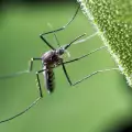 Пръскат срещу комари терени в Банско и Разлог