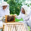 Пчелари от Банско и Разлог спряха пръскането срещу дерматит