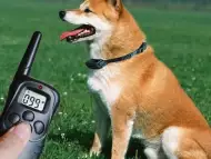 Електронен нашийник за дрисура на кучета