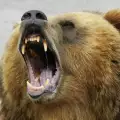 Зъболекар прегледа мечките в Белица
