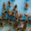 Пчеларите в Банско протестират и днес