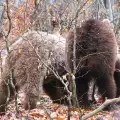 Почти всички мечки от парка край Белица заспаха зимен сън