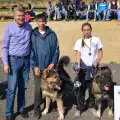 Елитни български овчарски кучета се събраха на изложба в Разлог