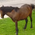 Деца с увреждания се лекуват в Банско с конна езда
