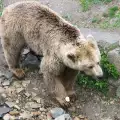 Няма достъп до парка за танцуващи мечки в Белица