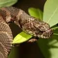 Змия влезе в училище в Разлог