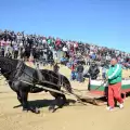 Зрелищно шоу с тежкотоварни коне в Разлог