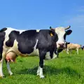 Крава на пътя Банско-Добринище прати двама в болница