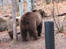 Пловдивските мечки пристигат в Белица