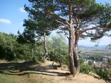 Незаконна сеч в Разлог
