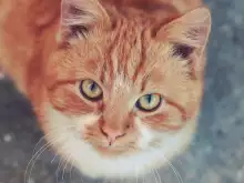 Немска природозащитничка с дарение за кастриране на котки в Банско