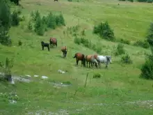 Заклали коне на стопани от село Баня