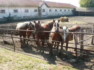 Разлог залага на коневъдството