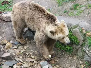 Нова година мечките в Белица ще посрещнат в зимен сън