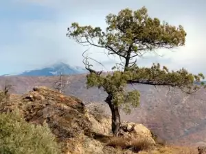 В Резерват Тисата