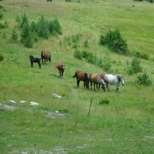 Заклали коне на стопани от село Баня