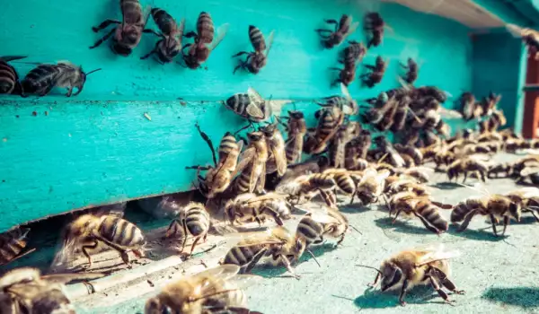 Опазване на Пчелите