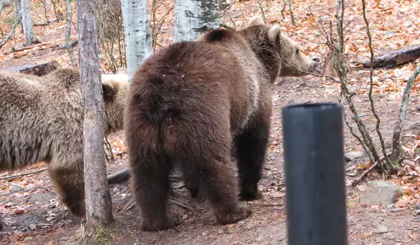 Оперират по спешност мечка от парка над Белица