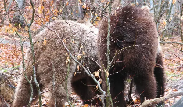 Немски зъболекар лекува мечките в Белица