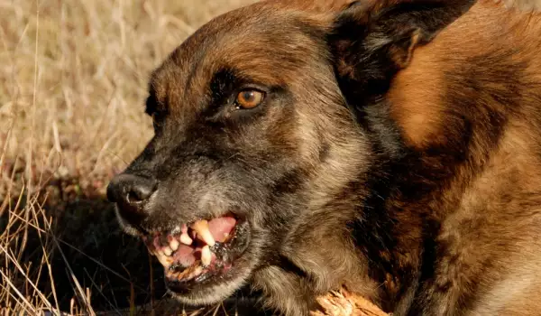 Кървавото меле в Белица било заради кучета