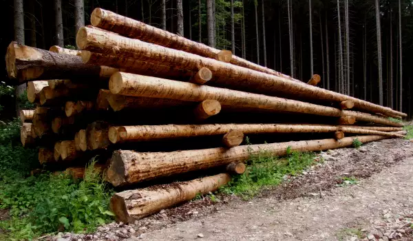 Отсечени дърва