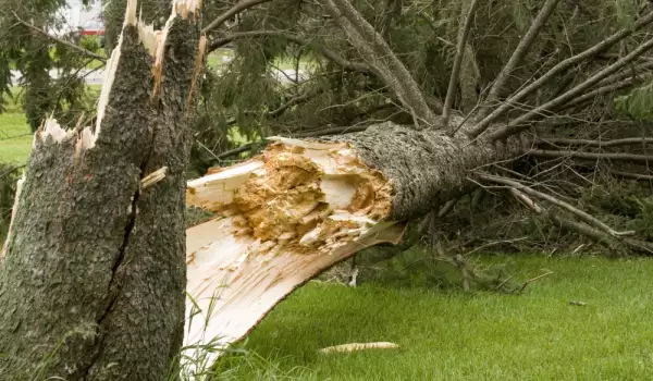 Бракониери оставили 2 животозастрашващи дървета в Разлог