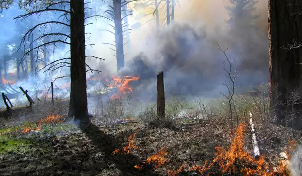 В Банско се борят с пламналия пожар в Пирин планина