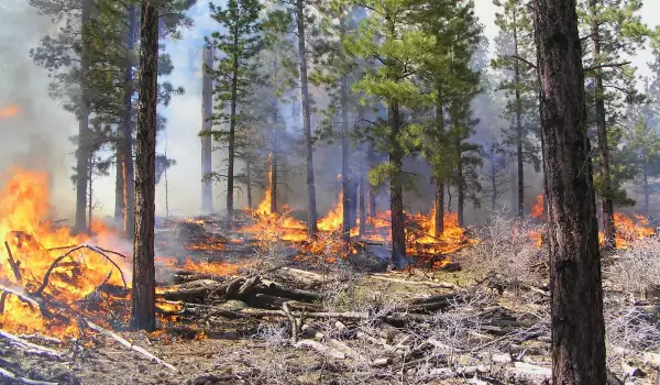 Изгоряха 50 декара гора