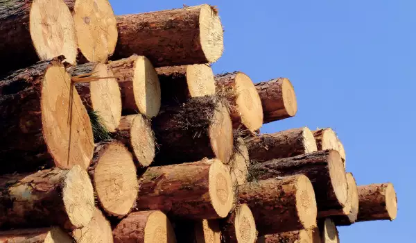 В Разлог процъфтява търговията с контрабандни дърва за огрев