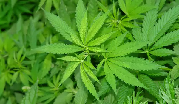 Полицията в Банско откри марихуана в автомобил