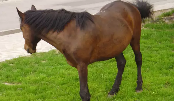 Деца с увреждания се лекуват в Банско с конна езда
