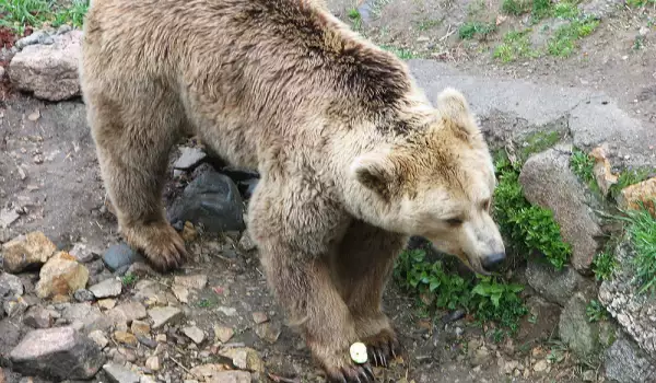 Парка в Белица се сдоби с нови три мечки от Сърбия