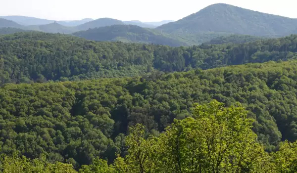 Съдът в Разлог възстанови правата на Белица върху спорни гори