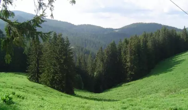 Община Банско прехвърли стопанисването на горските масиви
