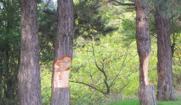 Вандали посегнаха на дърветата в местността Голак над Разлог