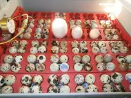 Автоматични Дигитални инкубатори за Пъдпъдъчи яйца