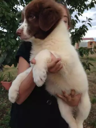 3. Снимка на Българско овчарско куче - продавам