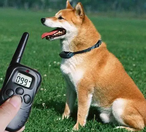 Електронен нашийник за дрисура на кучета