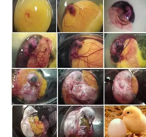 9. Снимка на Автоматични Дигитални инкубатори за Птичи яйца