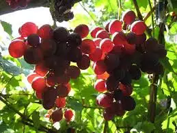 2. Снимка на Продавам грозде - винени сортове - Мускат отонел, Каберне сов