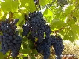 3. Снимка на Продавам грозде - винени сортове - Мускат отонел, Каберне сов