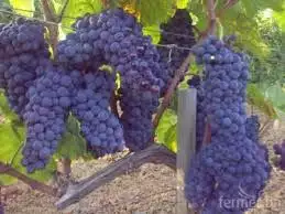 4. Снимка на Продавам грозде - винени сортове - Мускат отонел, Каберне сов