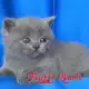 2. Снимка на Развъдник за чистокръвна Британска котка