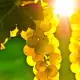 1. Снимка на Продавам грозде - винени сортове - Мускат отонел, Каберне сов