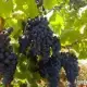 . Снимка на Продавам грозде - винени сортове - Мускат отонел, Каберне сов