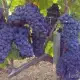 . Снимка на Продавам грозде - винени сортове - Мускат отонел, Каберне сов