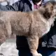 6. Снимка на Кавказка овчарка кученца