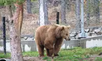Парк за танцуващи мечки Белица